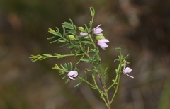 Tetratheca procumbens
