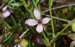 Tetratheca procumbens