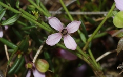 Tetratheca procumbens