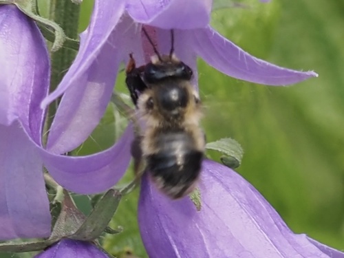 Black-and-gray Leafcutter Bee photo 6