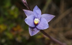 Thelymitra holmesii