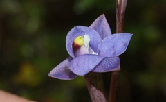 Thelymitra holmesii