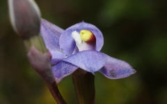 Thelymitra holmesii