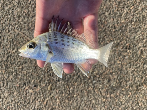 Barred javelin (Pomadasys kaakan) — Haemulidae