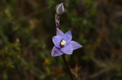 Thelymitra holmesii