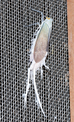 Pterodictya reticularis