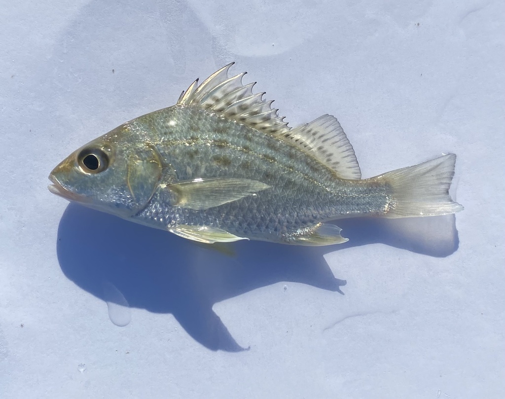 Barred Javelin (Queensland titles 2024) · iNaturalist