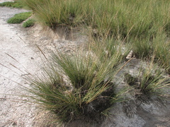 Poaceae