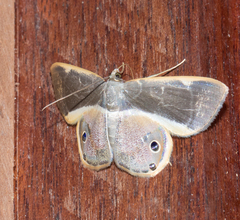 Opisthoxia