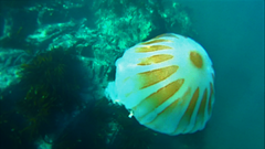 Chrysaora plocamia