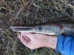 Atractosteus spatula