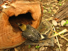 Melanerpes aurifrons