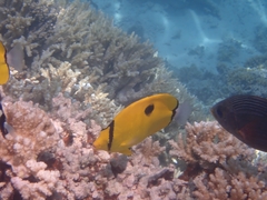 Chaetodon interruptus