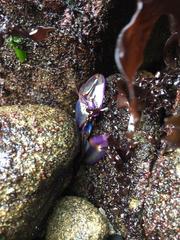 Petrolisthes violaceus