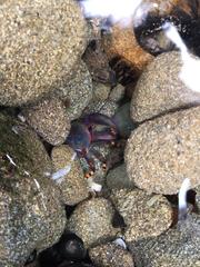 Petrolisthes violaceus