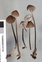 Mycena atroavellanea