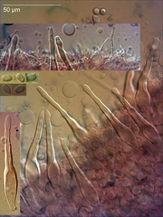 Mycena atroavellanea