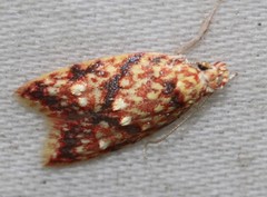 Lophopepla igniferella