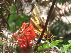 Papilio pilumnus