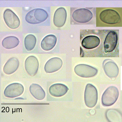 Mycena atroavellanea