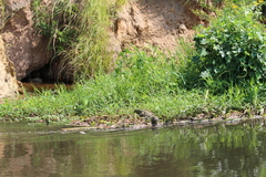 Crocodylus niloticus image