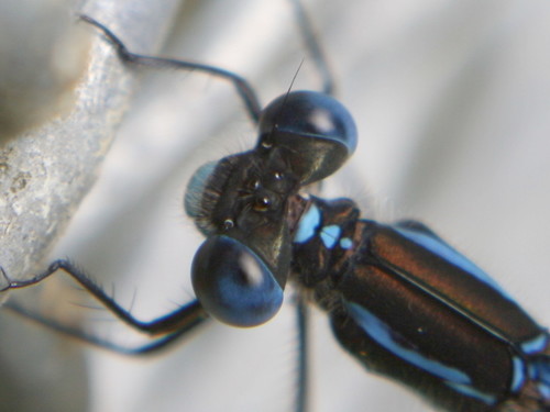Blue Damselfly photo 3