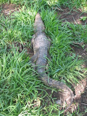 Crocodylus moreletii