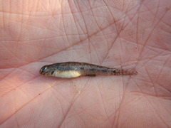 Ctenogobius boleosoma