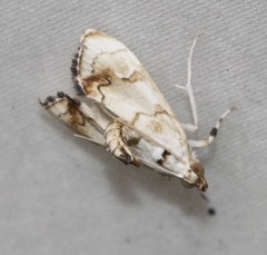 Eudaimonisma batchelorella