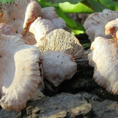 Panellus stipticus