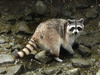 Common Raccoon - Photo (c) Kat Halsey, some rights reserved (CC BY-NC), uploaded by Kat Halsey