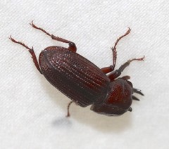 Lucanidae