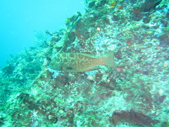 Mycteroperca rosacea