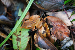 Guenther's Triangle Frog photo 5