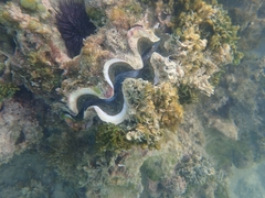 Tridacna maxima