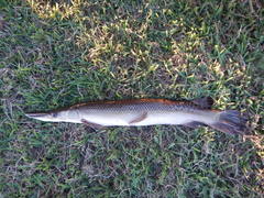 Atractosteus spatula