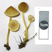 Mycena citrinomarginata - Photo (c) Jerry Cooper, some rights reserved (CC BY), uploaded by Jerry Cooper