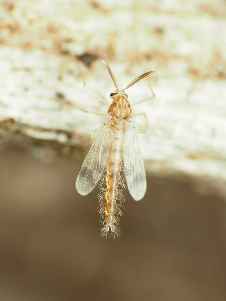 Zavrelimyia sinuosa