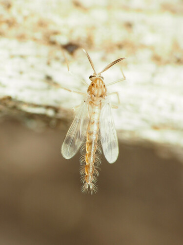 Zavrelimyia sinuosa