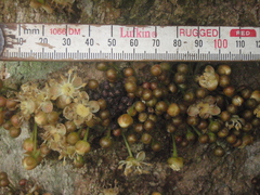 Drypetes usambarica