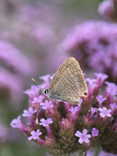 Pea Blue
