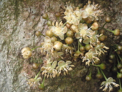 Drypetes usambarica