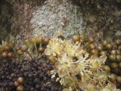 Drypetes usambarica