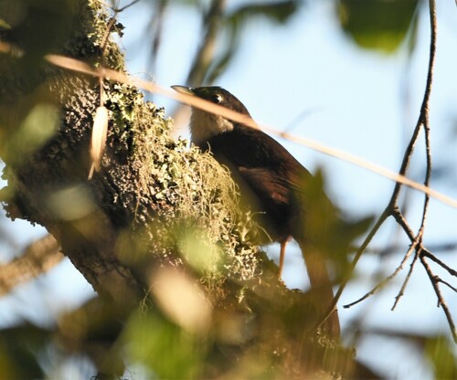 Western Chat-Tanager (Calyptophilus tertius), photo 4
