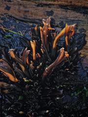 Mazzaella laminarioides