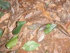 Leptosiaphos kilimensis