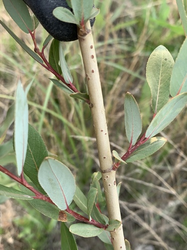 Salix famelica