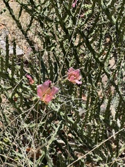 Klein's Cholla (Cylindropuntia kleiniae)