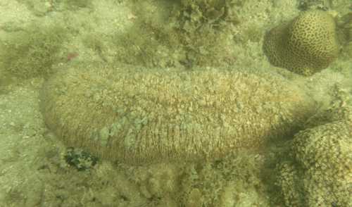 Sandalolitha robusta observed 2023-06-15