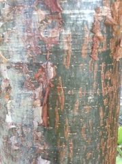 Burseraceae